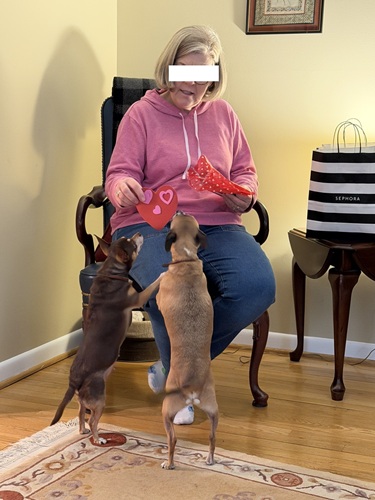 021526 valentine dogs scaled.jpg